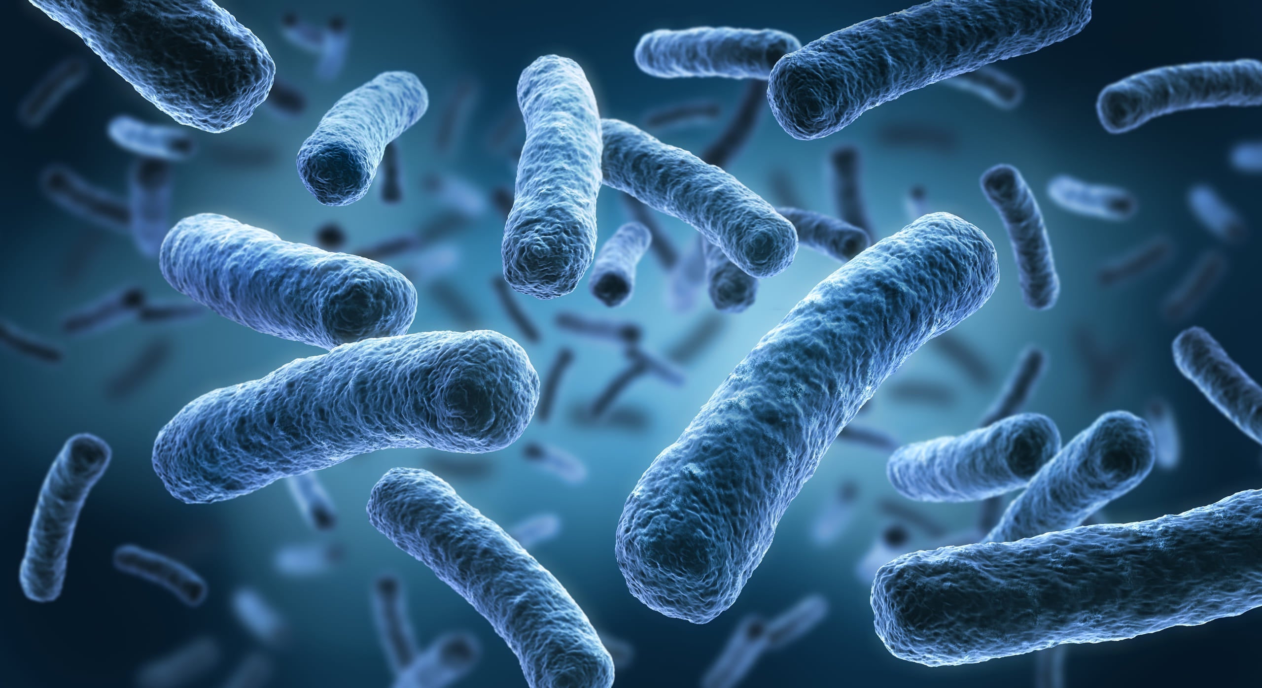 Secret Confort : Le Probiotique 15 Souches qui soutient votre microbiote !!