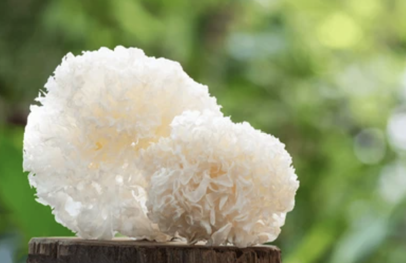 Tremella fuciformis : Le champignon des neiges aux puissants bienfaits pour la peau